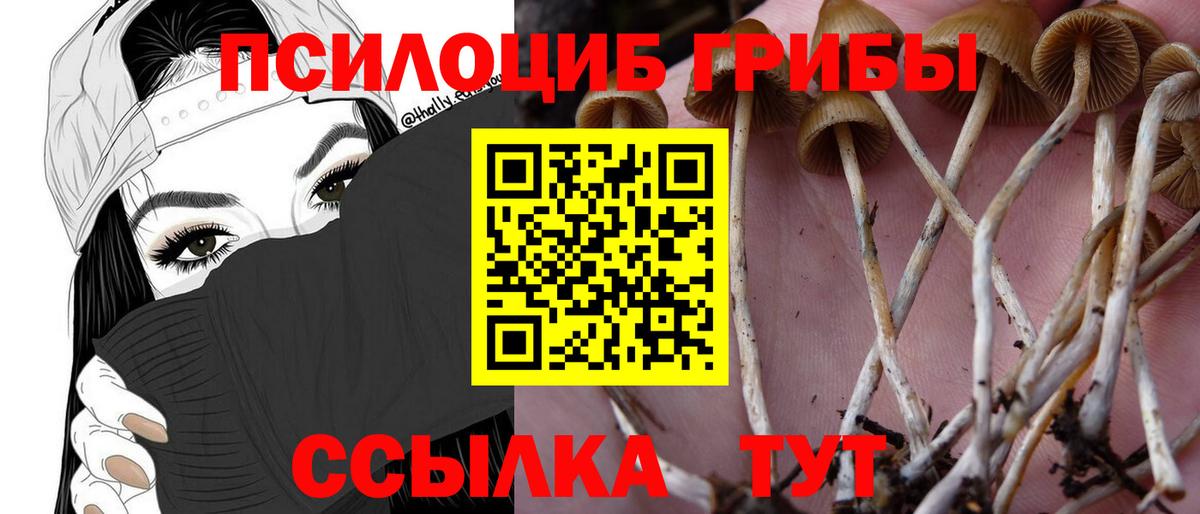 Буйнакск  Галлюциногенные грибы Cubensis  как найти закладки  Вход с VPN 